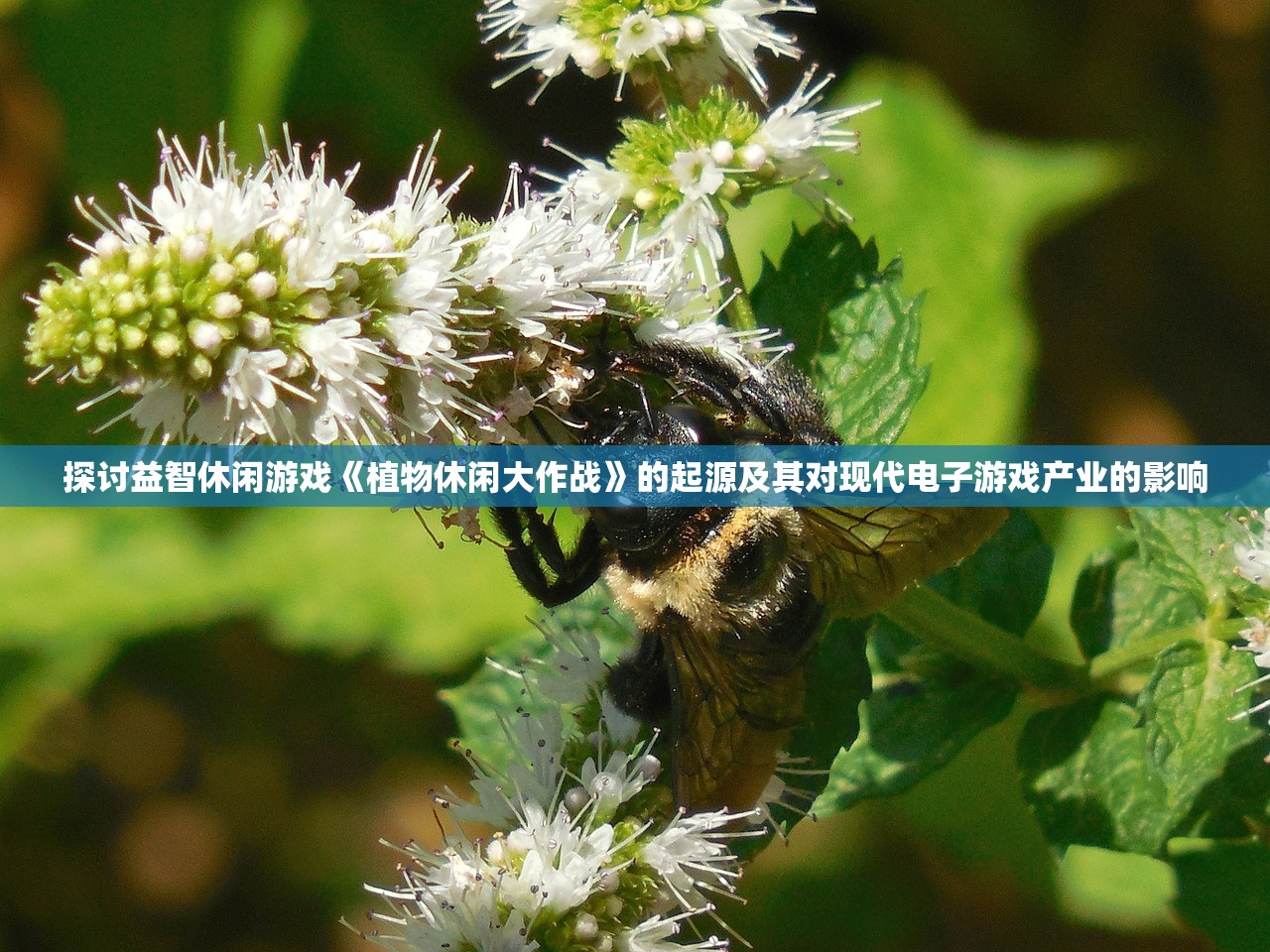 探讨益智休闲游戏《植物休闲大作战》的起源及其对现代电子游戏产业的影响