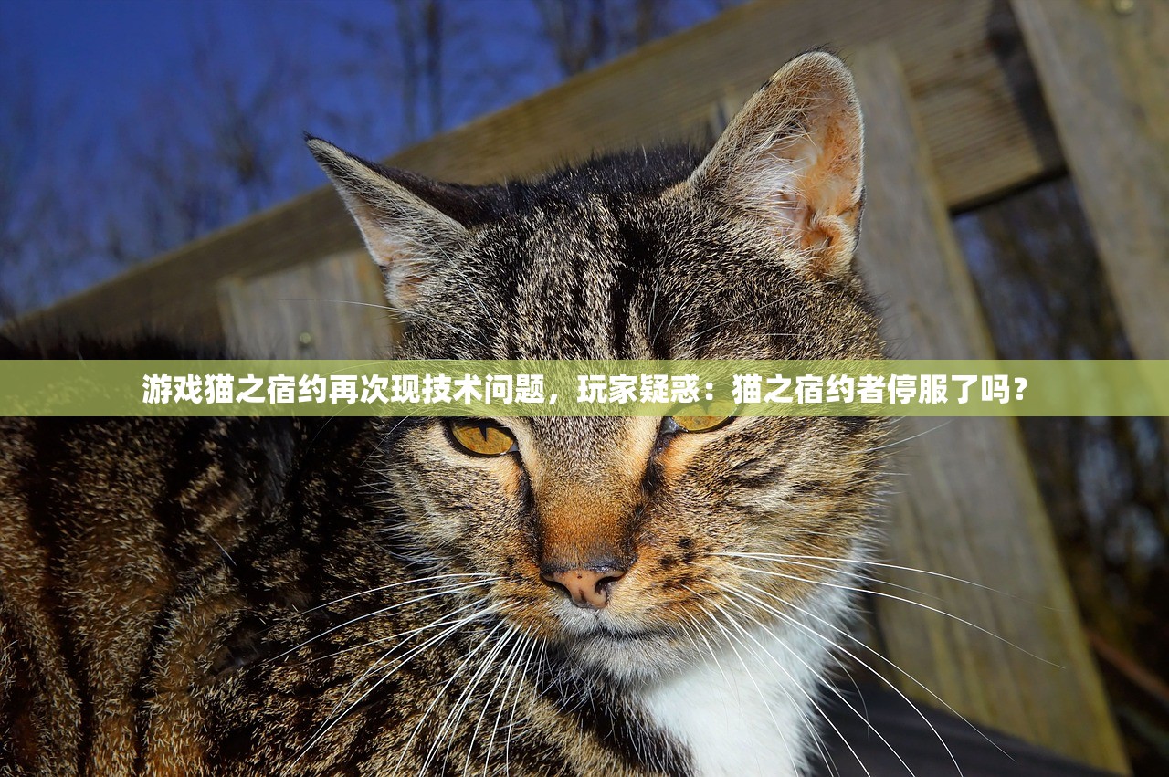 游戏猫之宿约再次现技术问题，玩家疑惑：猫之宿约者停服了吗？