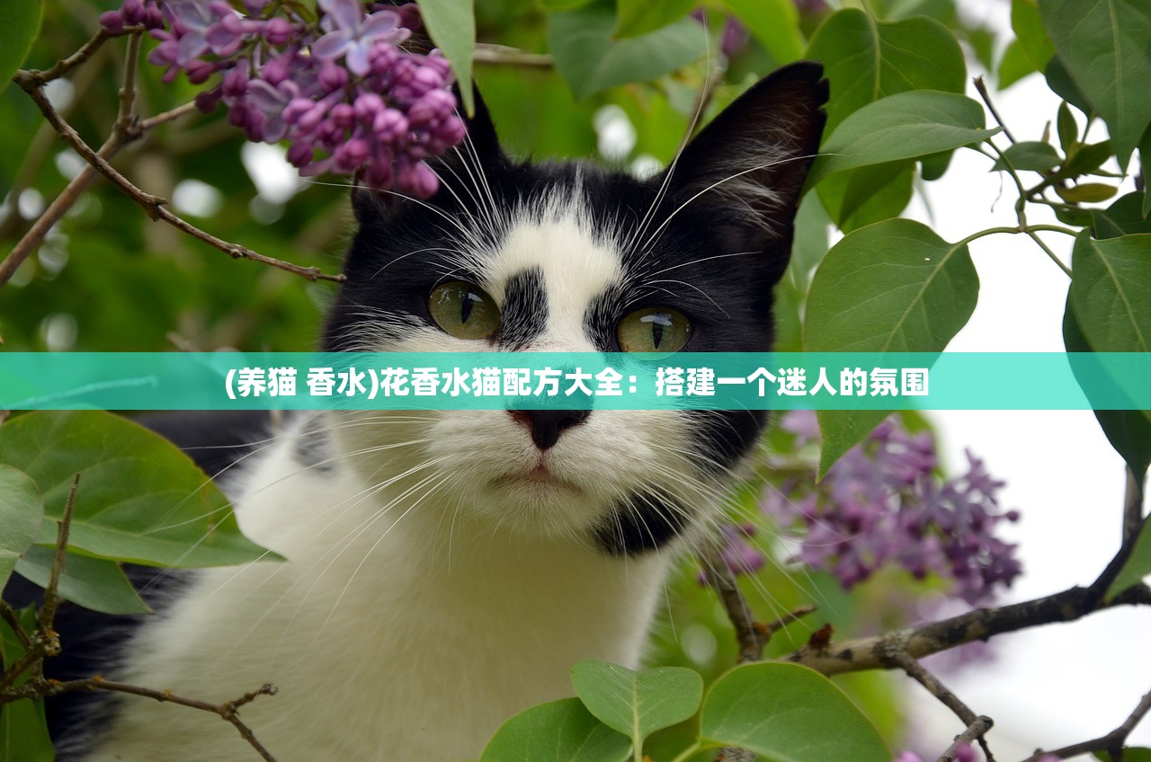 (月之国度游戏)怪猎月之国度，深入探索与常见问题解答