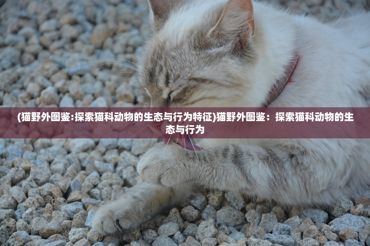 (猫野外图鉴:探索猫科动物的生态与行为特征)猫野外图鉴：探索猫科动物的生态与行为