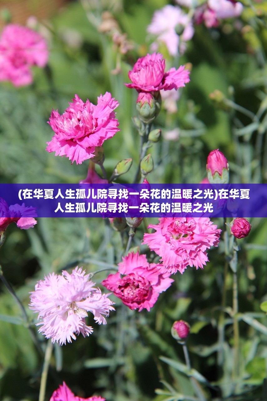 (在华夏人生孤儿院寻找一朵花的温暖之光)在华夏人生孤儿院寻找一朵花的温暖之光