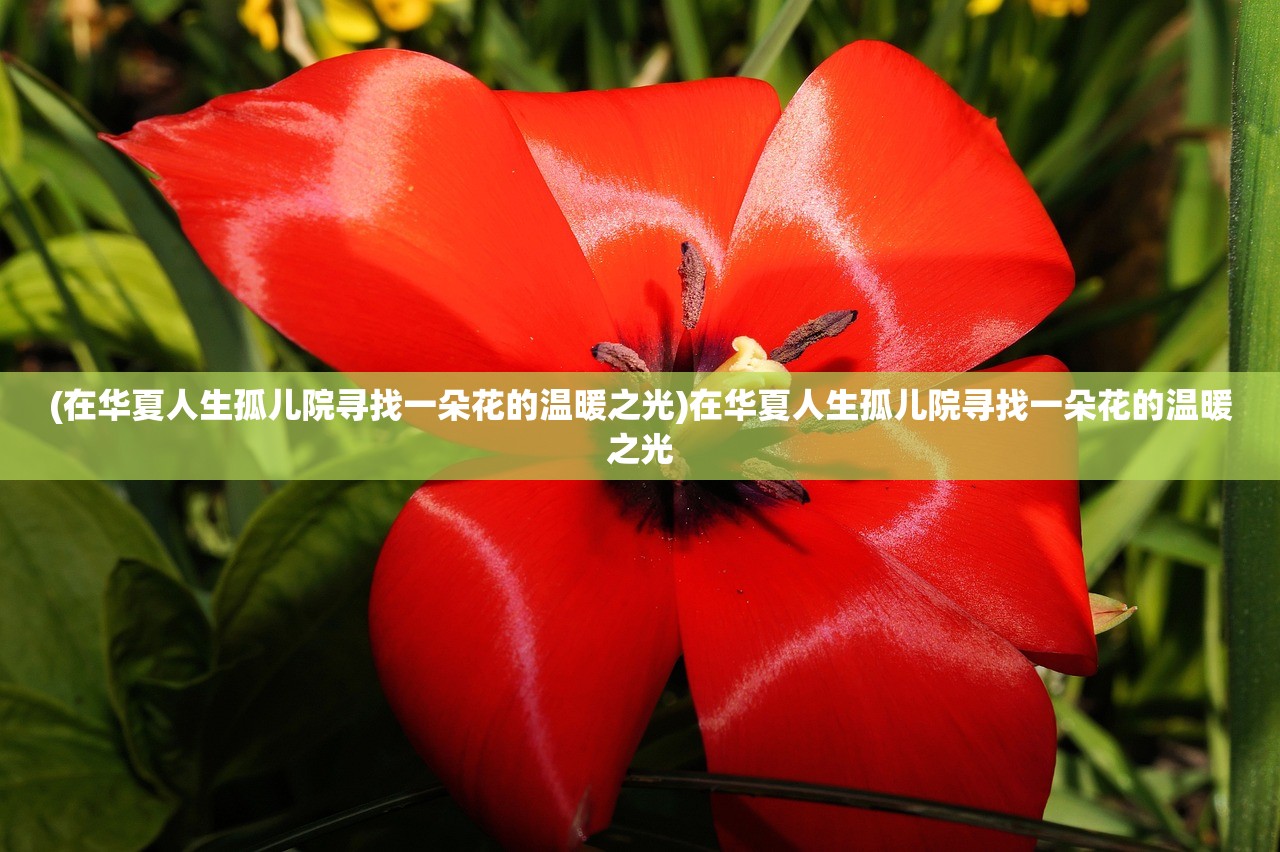 (在华夏人生孤儿院寻找一朵花的温暖之光)在华夏人生孤儿院寻找一朵花的温暖之光