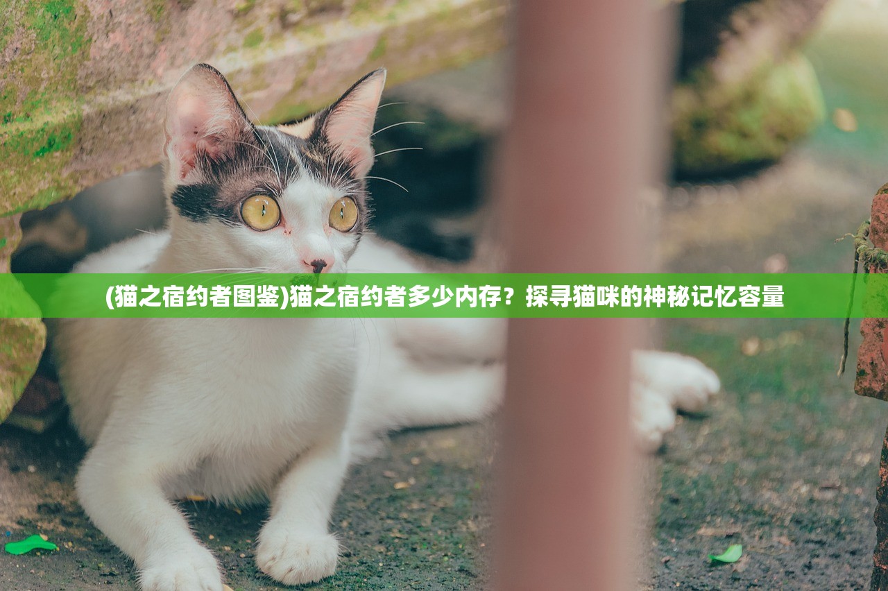 (猫之宿约者图鉴)猫之宿约者多少内存？探寻猫咪的神秘记忆容量