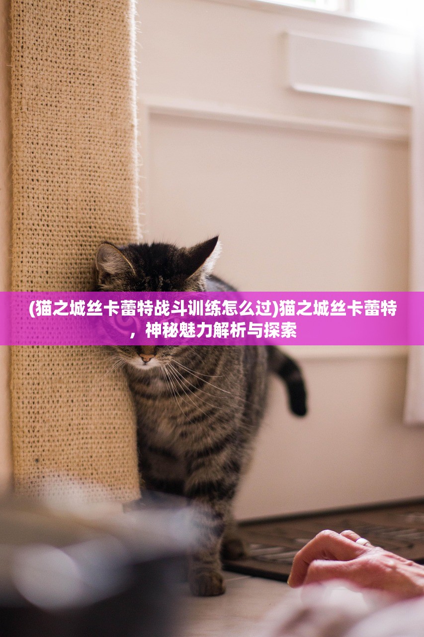 (猫之城丝卡蕾特战斗训练怎么过)猫之城丝卡蕾特，神秘魅力解析与探索