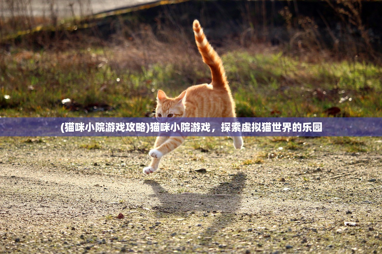 (猫咪小院游戏攻略)猫咪小院游戏，探索虚拟猫世界的乐园