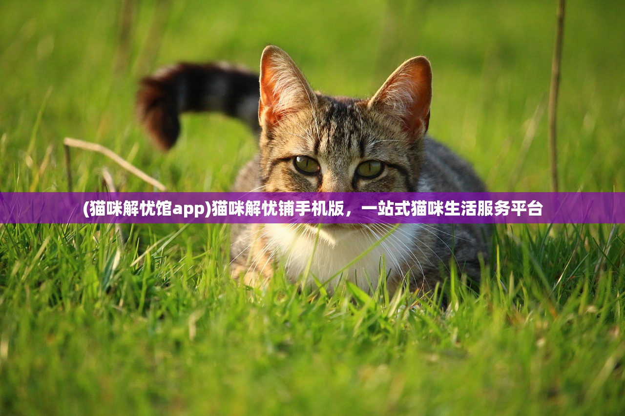 (猫咪解忧馆app)猫咪解忧铺手机版，一站式猫咪生活服务平台