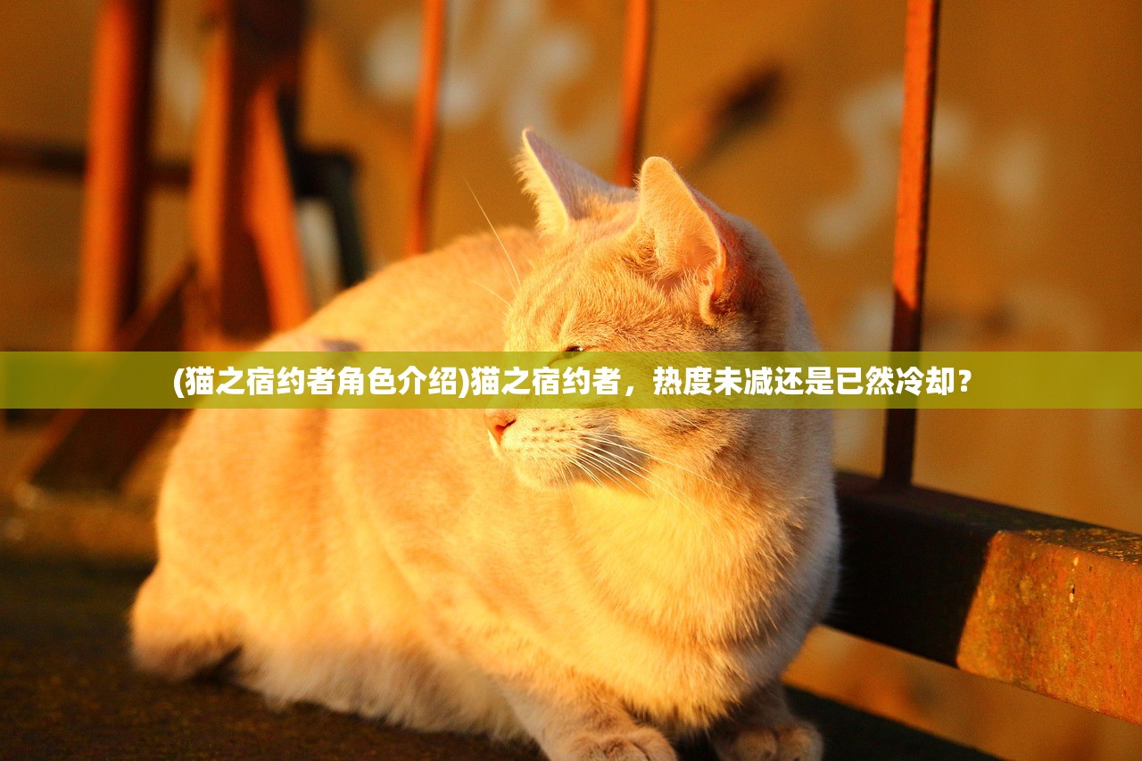 (猫之宿约者角色介绍)猫之宿约者，热度未减还是已然冷却？