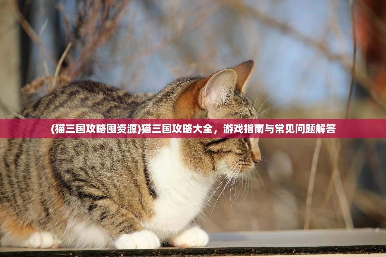 (猫三国攻略囤资源)猫三国攻略大全，游戏指南与常见问题解答