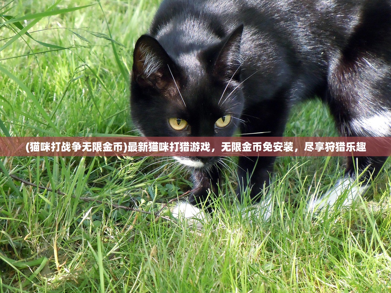 (猫咪打战争无限金币)最新猫咪打猎游戏，无限金币免安装，尽享狩猎乐趣