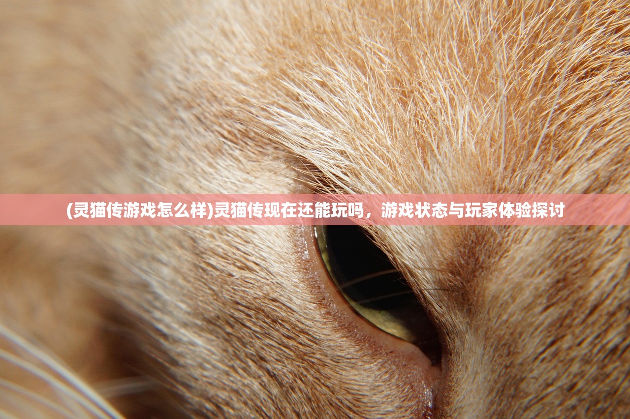 (灵猫传游戏怎么样)灵猫传现在还能玩吗，游戏状态与玩家体验探讨