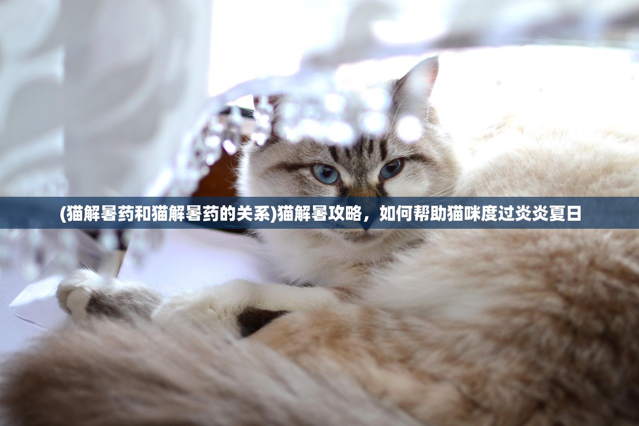 (猫解暑药和猫解暑药的关系)猫解暑攻略，如何帮助猫咪度过炎炎夏日