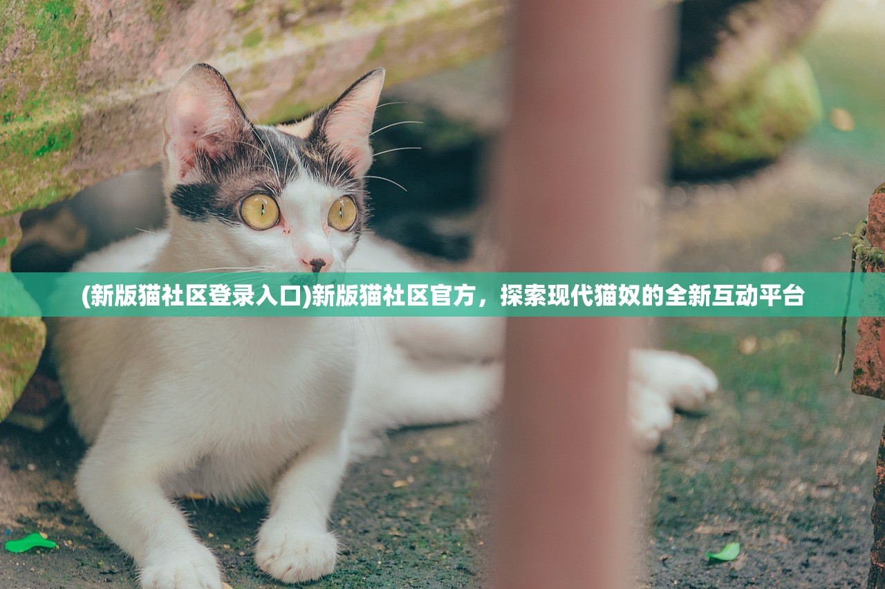 (新版猫社区登录入口)新版猫社区官方，探索现代猫奴的全新互动平台