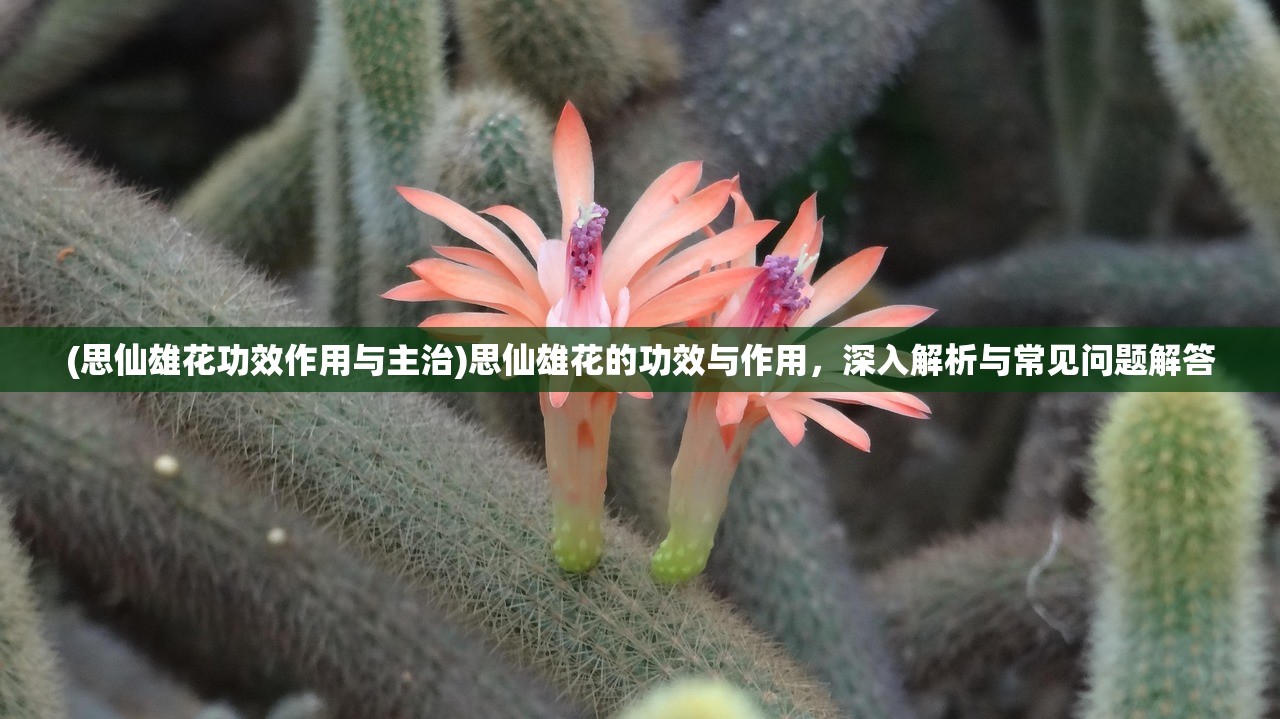 (思仙雄花功效作用与主治)思仙雄花的功效与作用，深入解析与常见问题解答