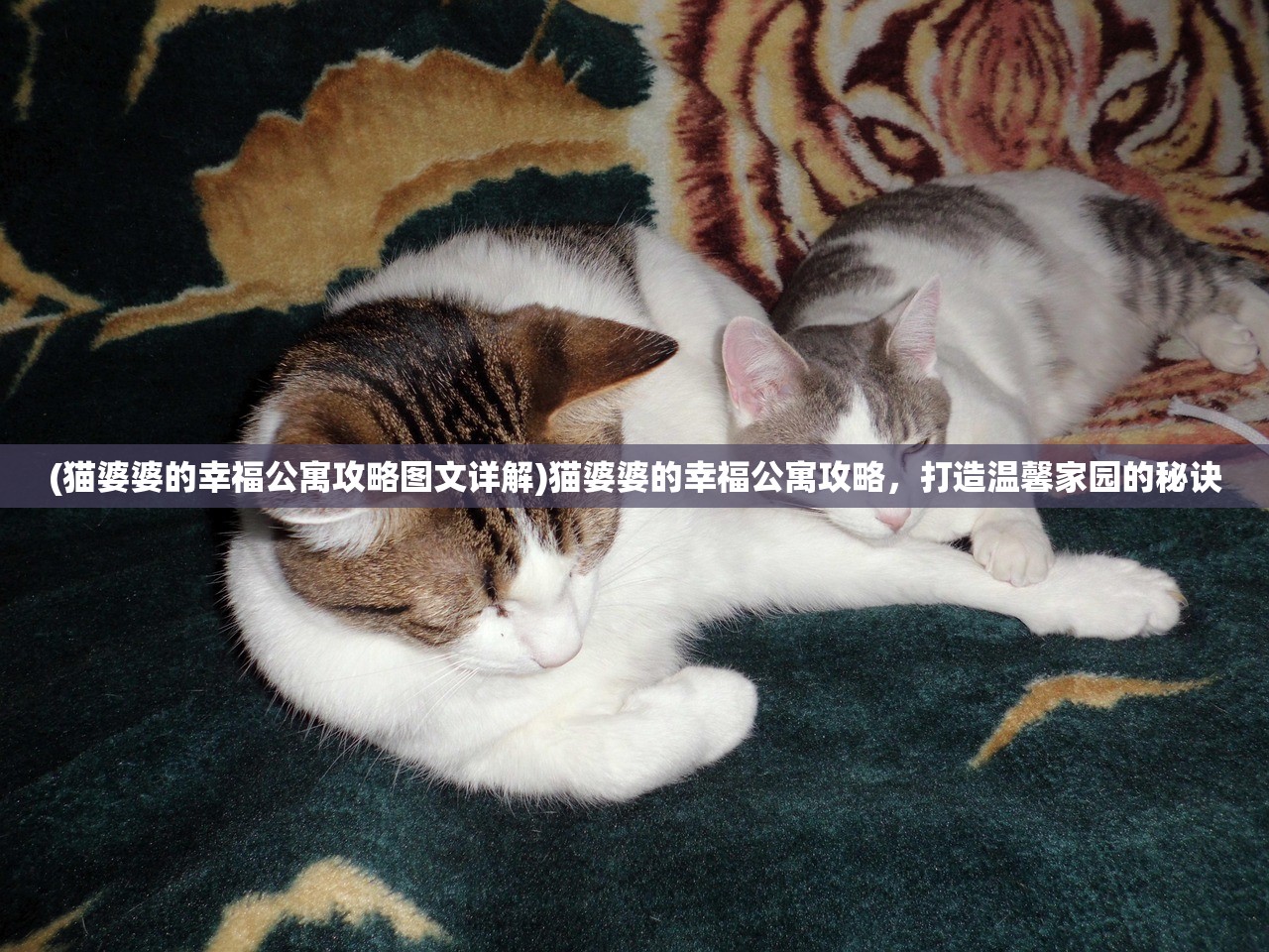 (猫婆婆的幸福公寓攻略图文详解)猫婆婆的幸福公寓攻略，打造温馨家园的秘诀