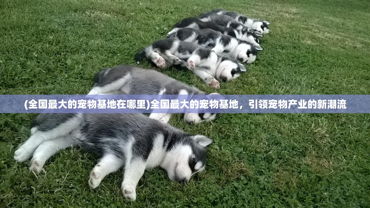 (全国最大的宠物基地在哪里)全国最大的宠物基地，引领宠物产业的新潮流