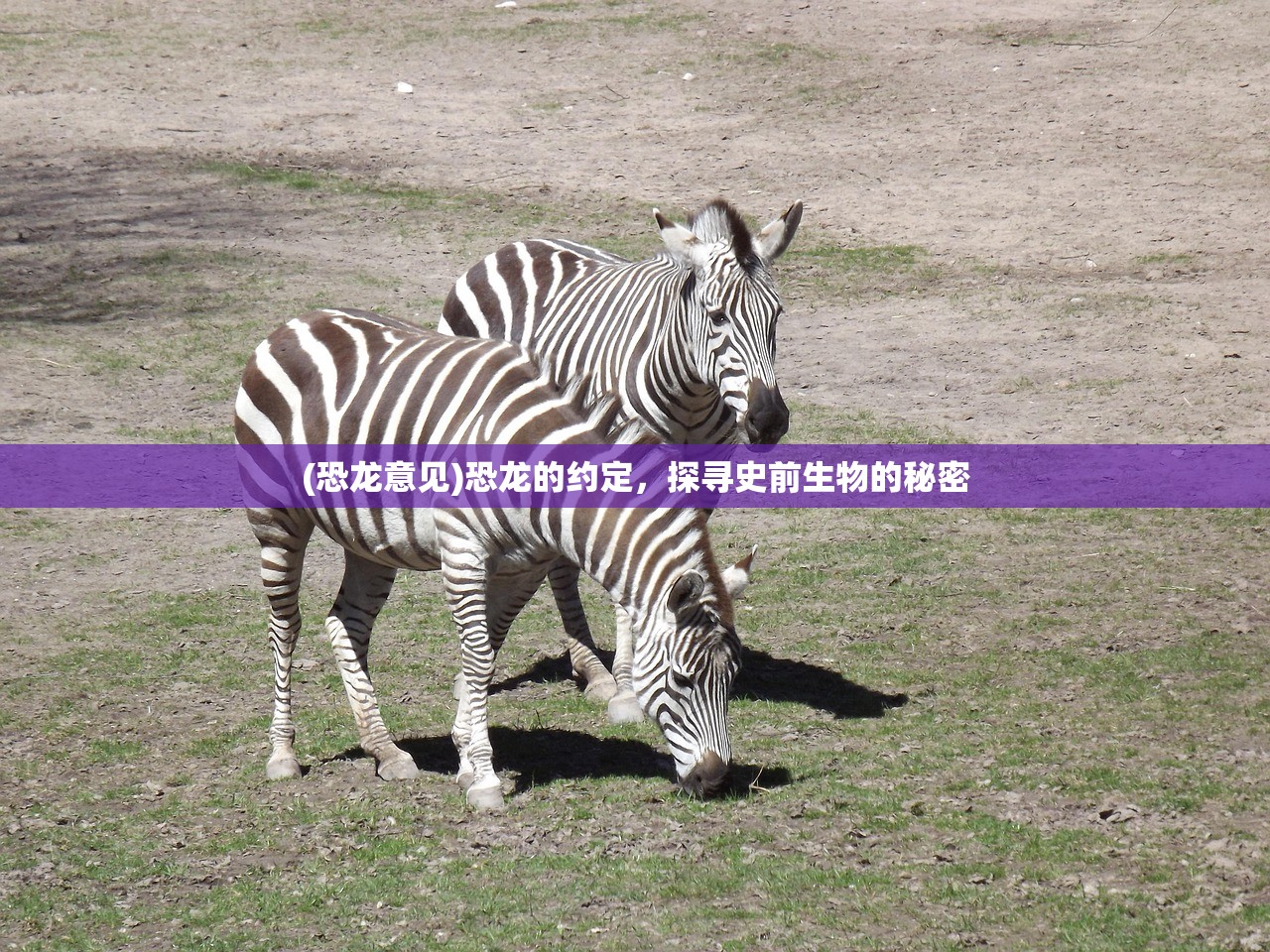 (恐龙意见)恐龙的约定，探寻史前生物的秘密