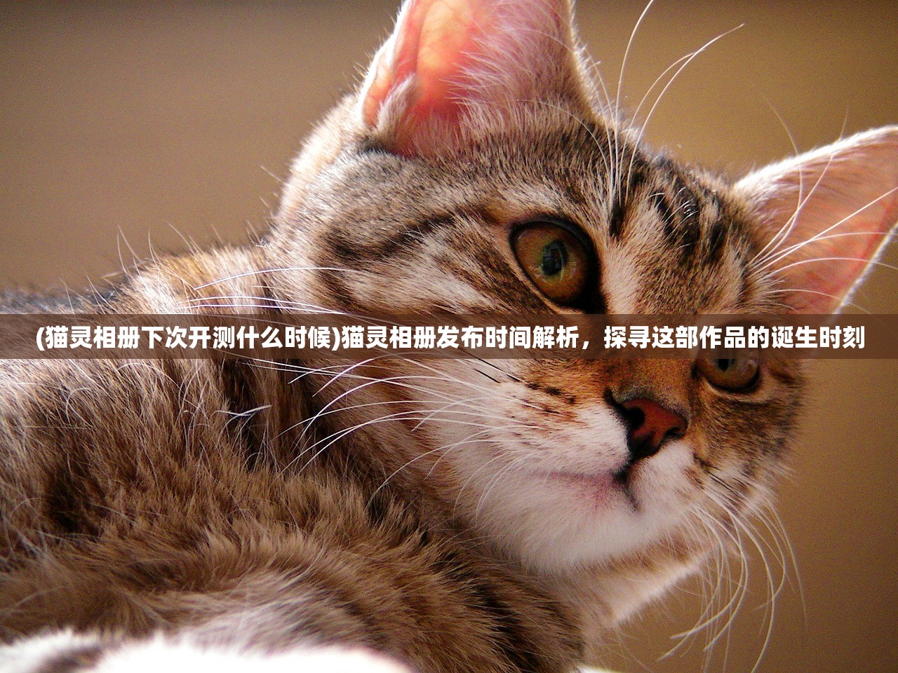 (猫灵相册下次开测什么时候)猫灵相册发布时间解析，探寻这部作品的诞生时刻