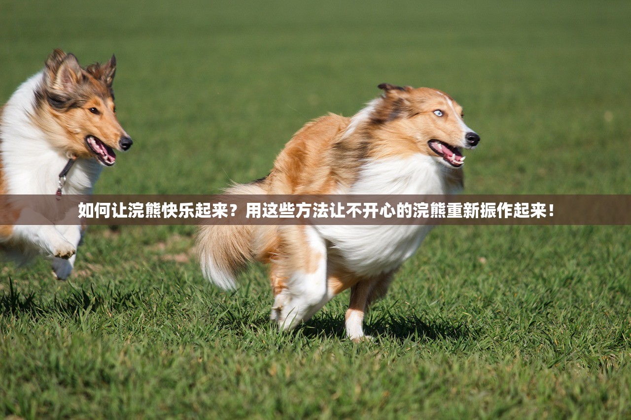 如何让浣熊快乐起来？用这些方法让不开心的浣熊重新振作起来！