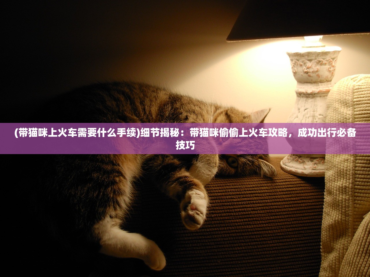 (带猫咪上火车需要什么手续)细节揭秘：带猫咪偷偷上火车攻略，成功出行必备技巧