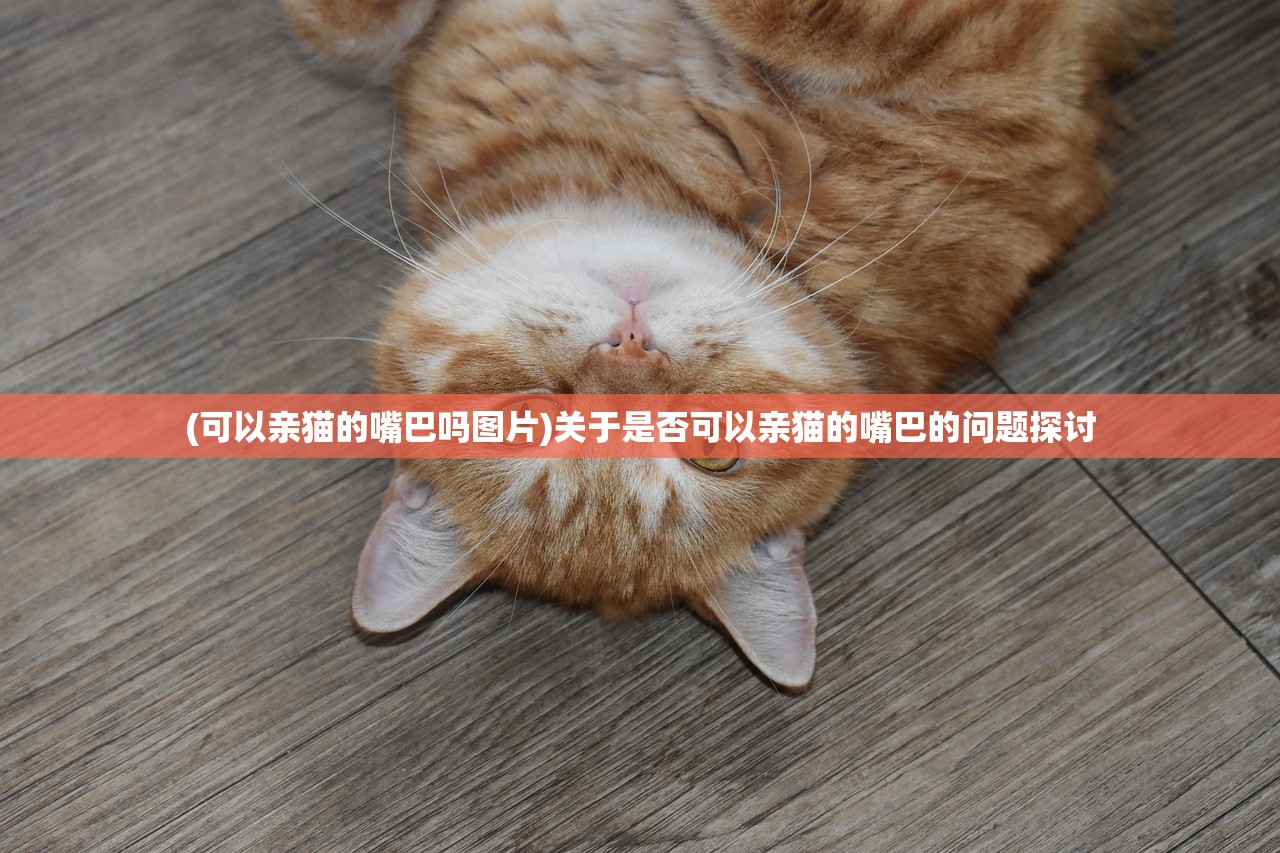 (可以亲猫的嘴巴吗图片)关于是否可以亲猫的嘴巴的问题探讨