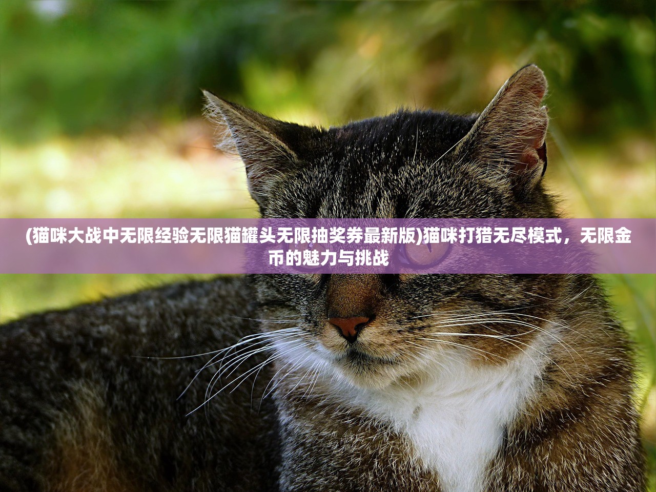 (猫咪大战中无限经验无限猫罐头无限抽奖券最新版)猫咪打猎无尽模式，无限金币的魅力与挑战