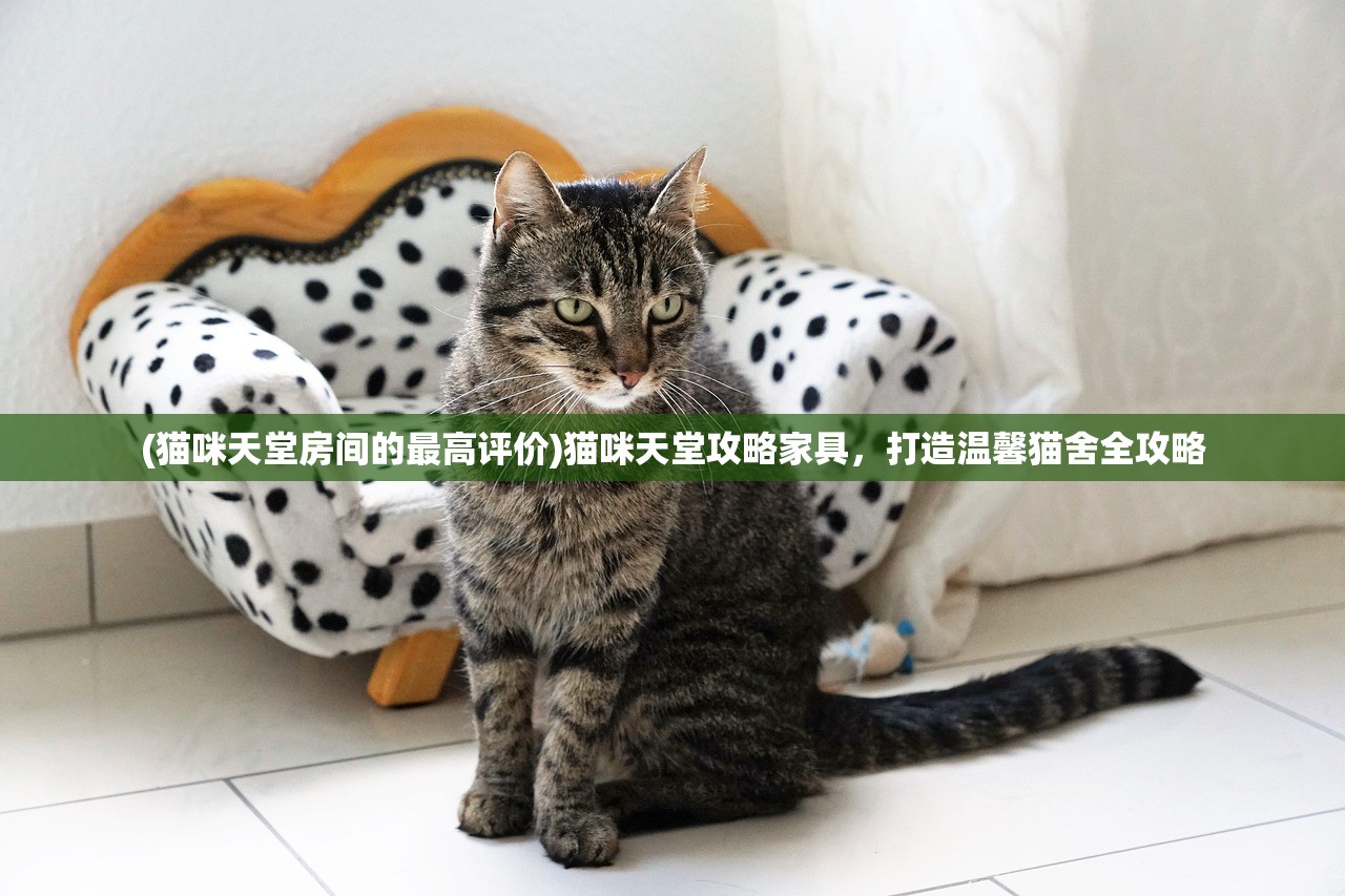 (猫咪天堂房间的最高评价)猫咪天堂攻略家具，打造温馨猫舍全攻略