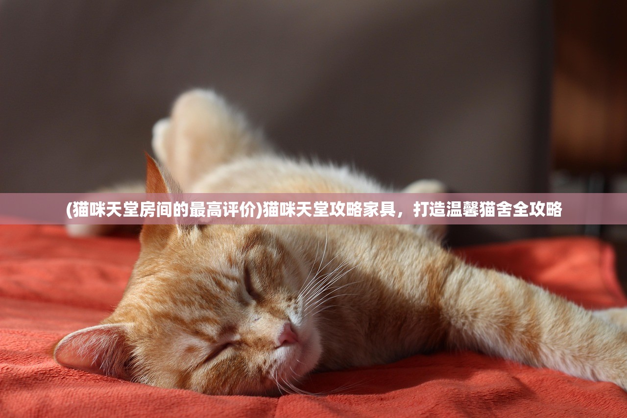 (猫咪天堂房间的最高评价)猫咪天堂攻略家具，打造温馨猫舍全攻略