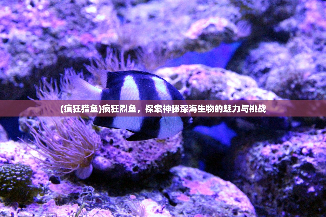 (疯狂猎鱼)疯狂烈鱼，探索神秘深海生物的魅力与挑战