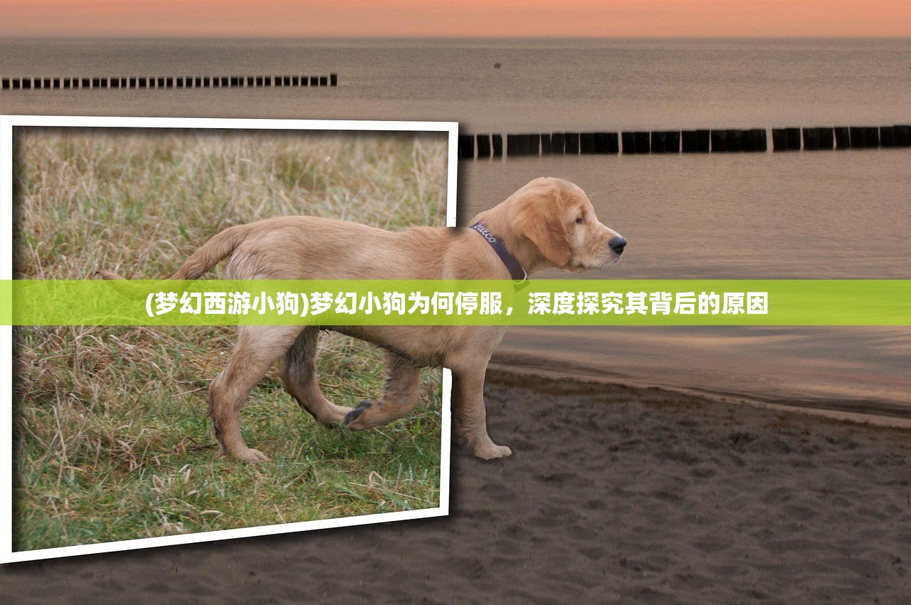 (梦幻西游小狗)梦幻小狗为何停服，深度探究其背后的原因