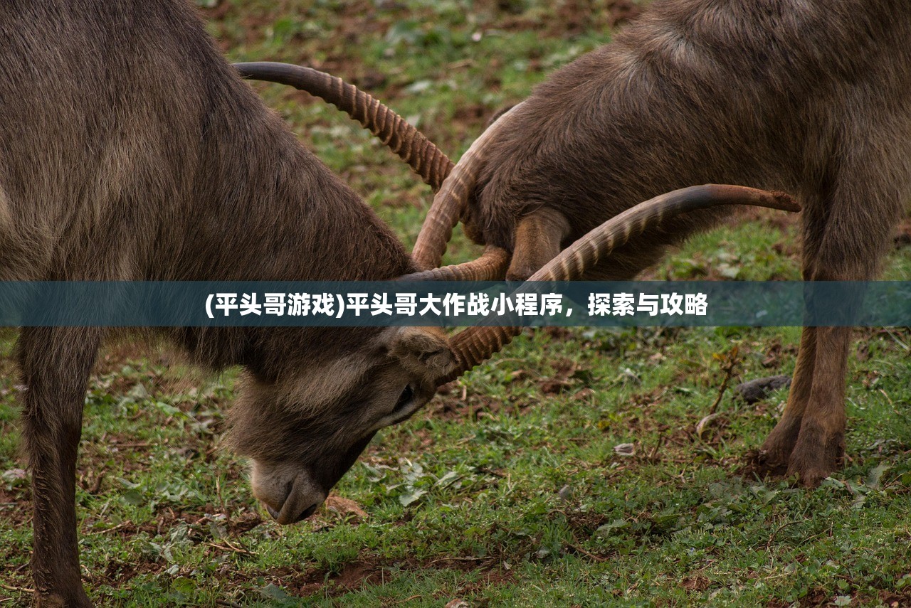 (平头哥游戏)平头哥大作战小程序，探索与攻略