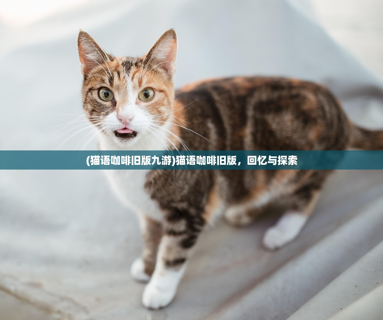 (猫语咖啡旧版九游)猫语咖啡旧版，回忆与探索