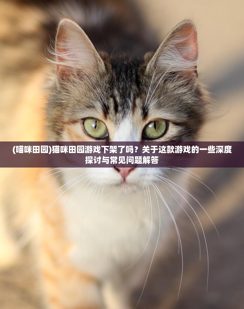 (喵咪田园)猫咪田园游戏下架了吗？关于这款游戏的一些深度探讨与常见问题解答