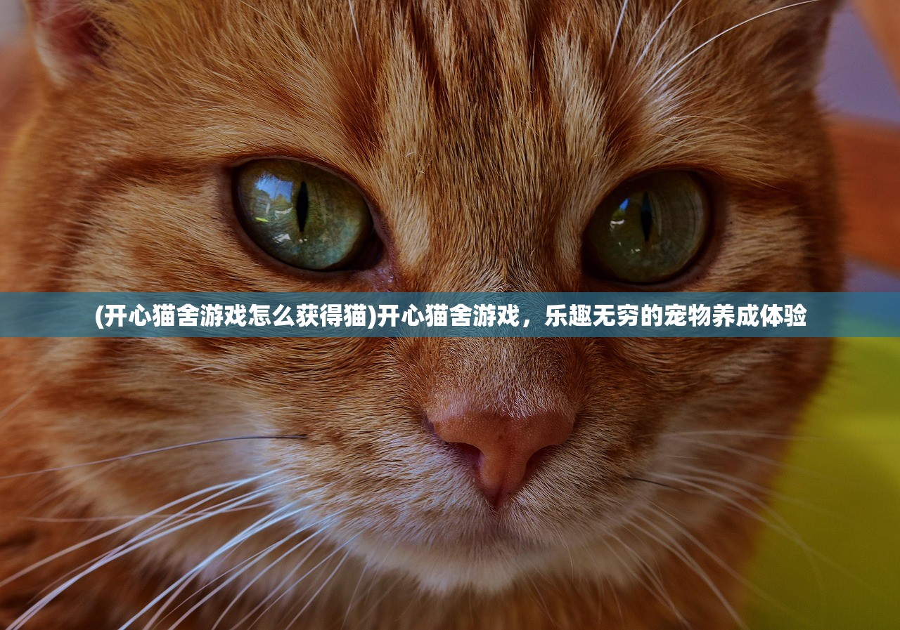 (开心猫舍游戏怎么获得猫)开心猫舍游戏，乐趣无穷的宠物养成体验