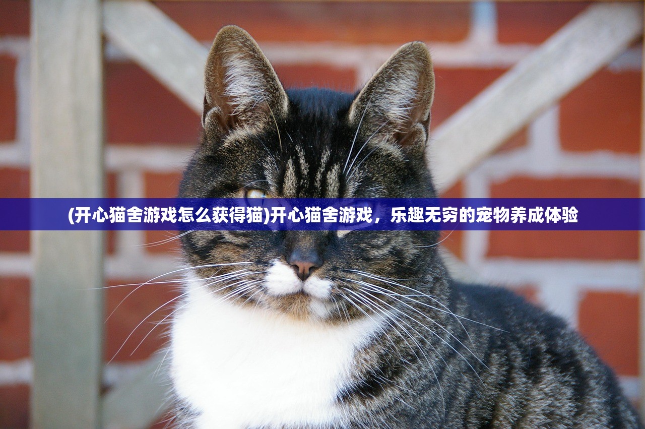 (开心猫舍游戏怎么获得猫)开心猫舍游戏，乐趣无穷的宠物养成体验