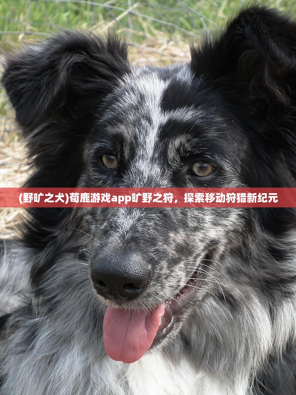 (掘地挖宝红包版)掘地挖宝英雄ID，探寻宝藏的冒险之旅