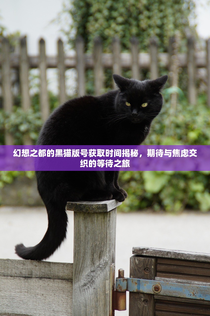 幻想之都的黑猫版号获取时间揭秘，期待与焦虑交织的等待之旅