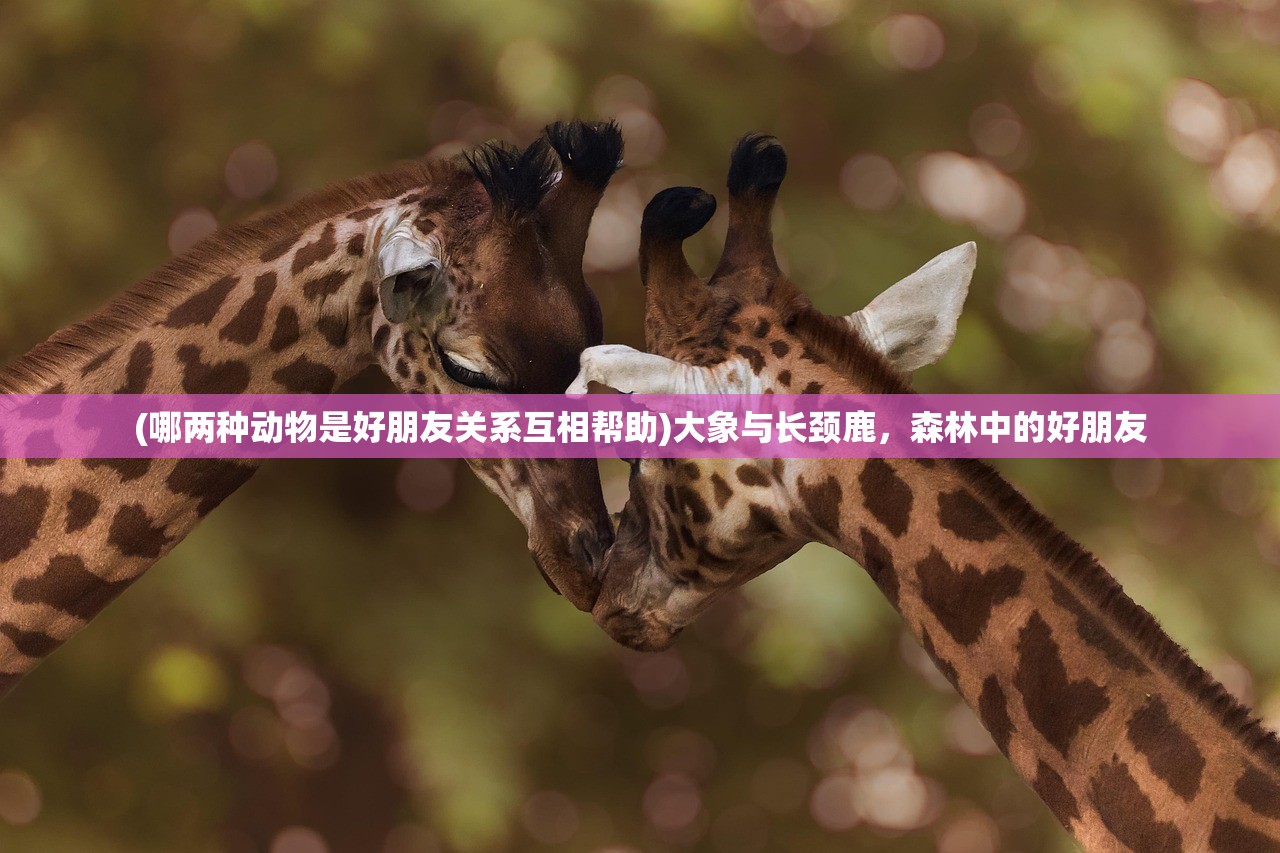 (哪两种动物是好朋友关系互相帮助)大象与长颈鹿，森林中的好朋友