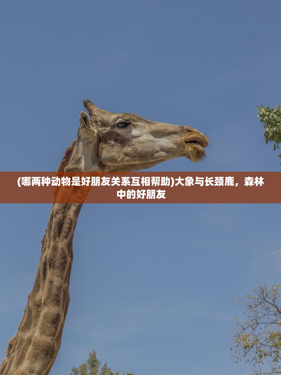 (哪两种动物是好朋友关系互相帮助)大象与长颈鹿，森林中的好朋友