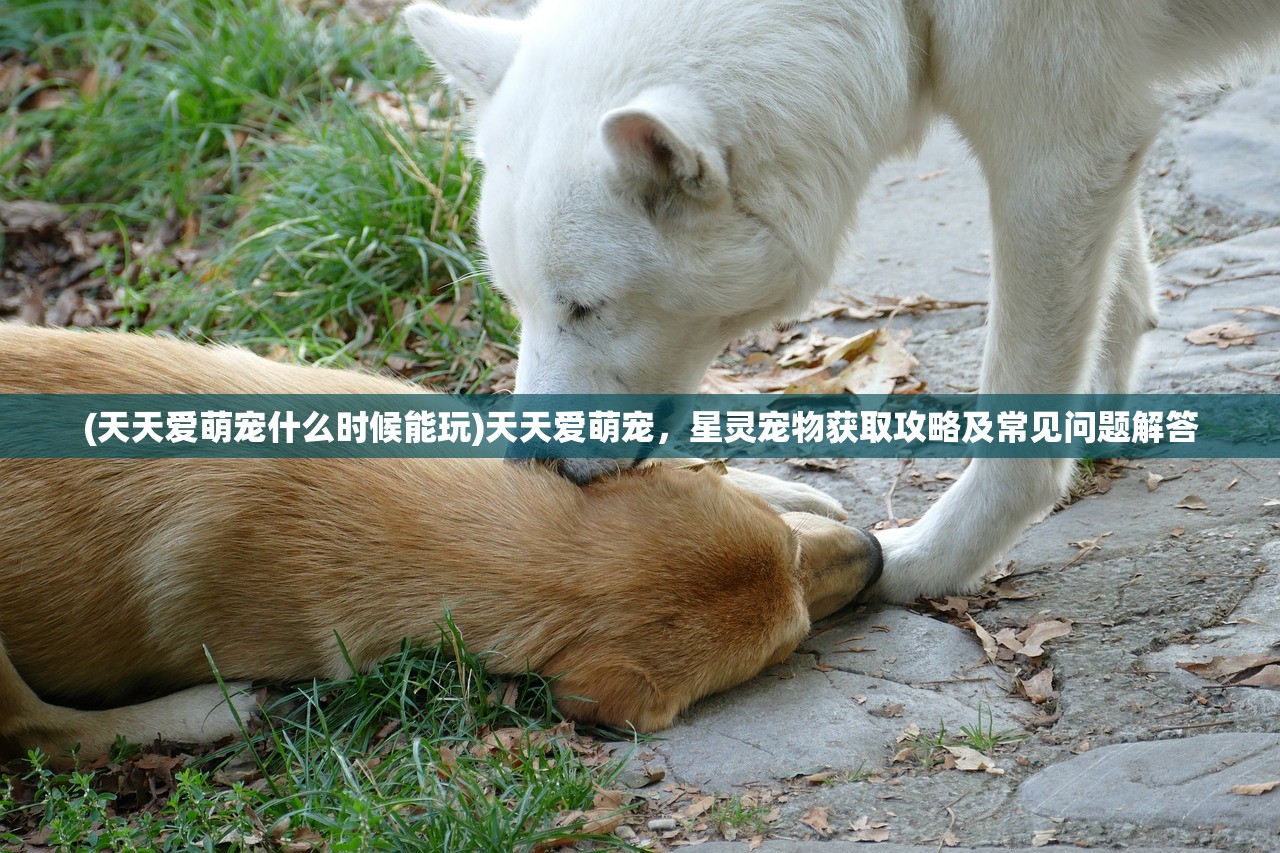 (天天爱萌宠什么时候能玩)天天爱萌宠，星灵宠物获取攻略及常见问题解答