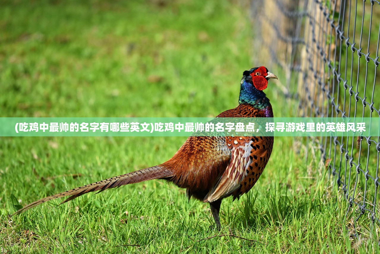 (吃鸡中最帅的名字有哪些英文)吃鸡中最帅的名字盘点，探寻游戏里的英雄风采