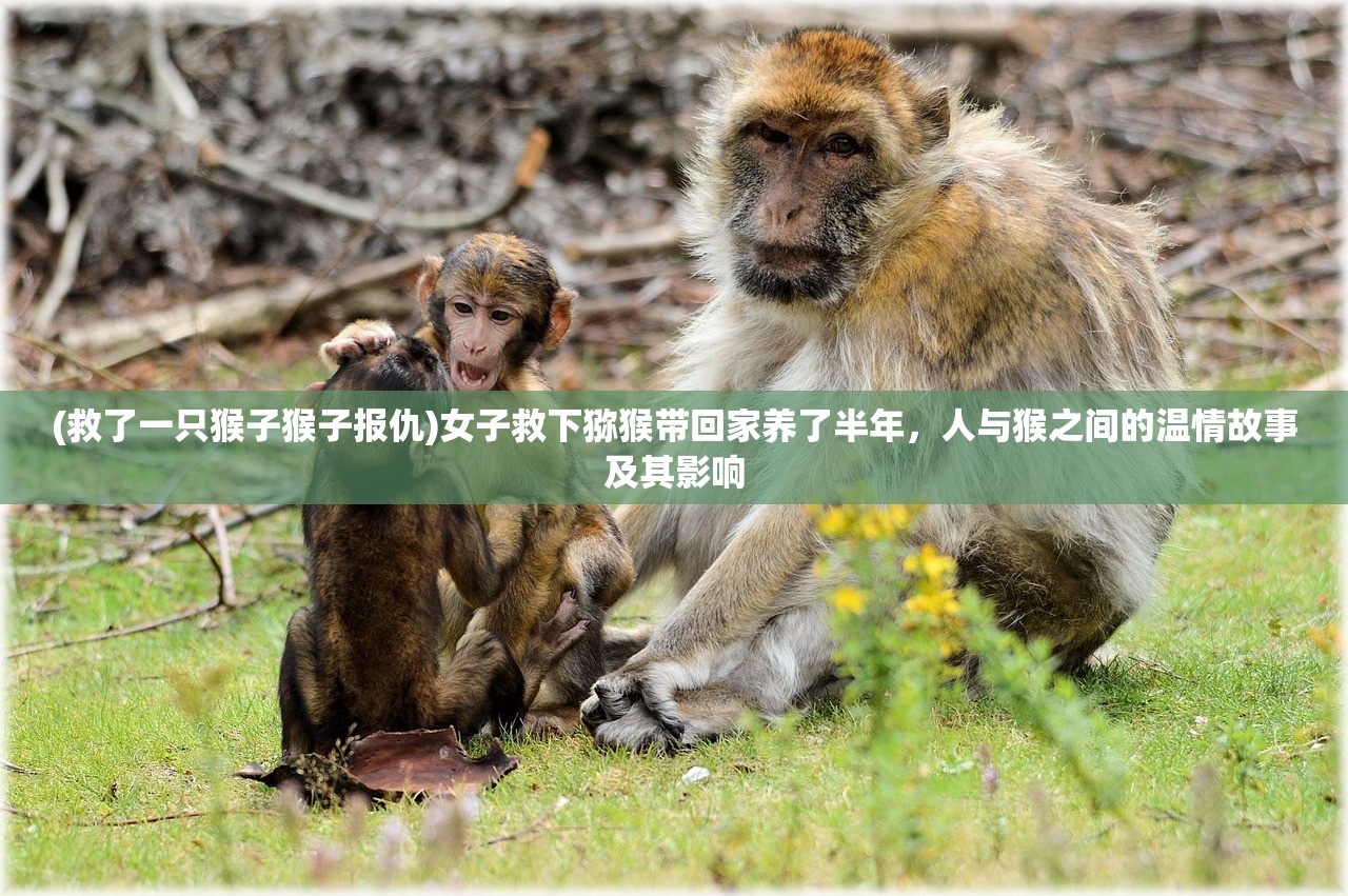 (救了一只猴子猴子报仇)女子救下猕猴带回家养了半年，人与猴之间的温情故事及其影响