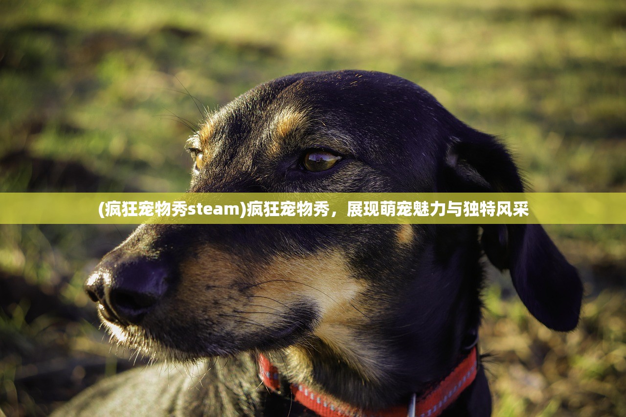 (疯狂宠物秀steam)疯狂宠物秀，展现萌宠魅力与独特风采