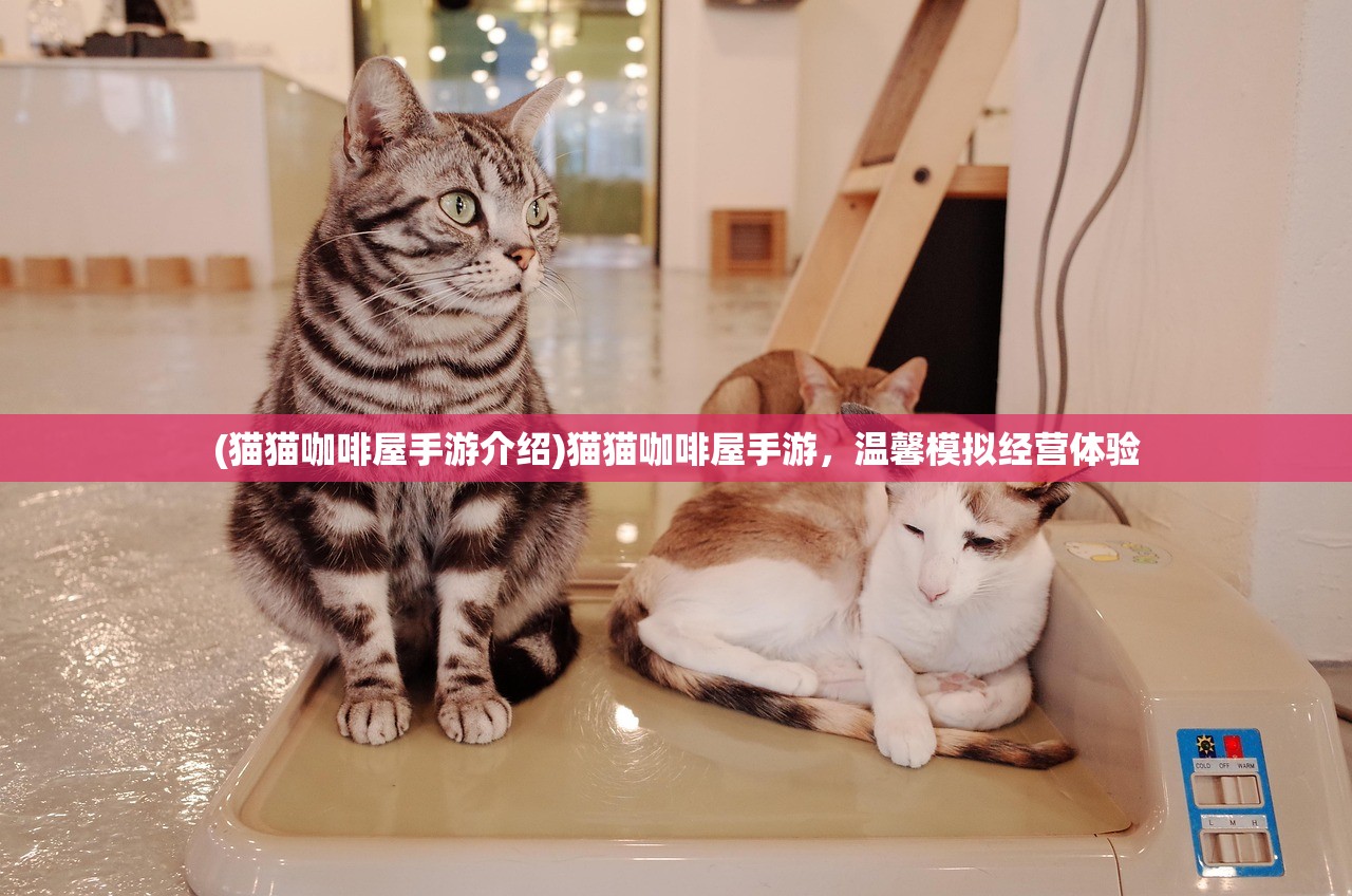 (猫猫咖啡屋手游介绍)猫猫咖啡屋手游，温馨模拟经营体验