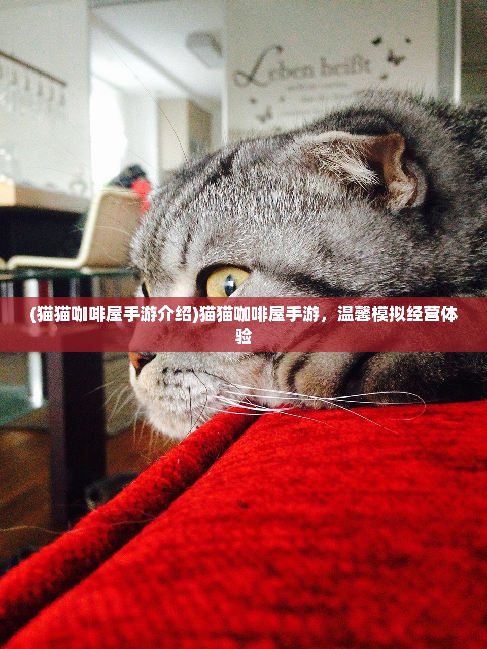 (猫猫咖啡屋手游介绍)猫猫咖啡屋手游，温馨模拟经营体验