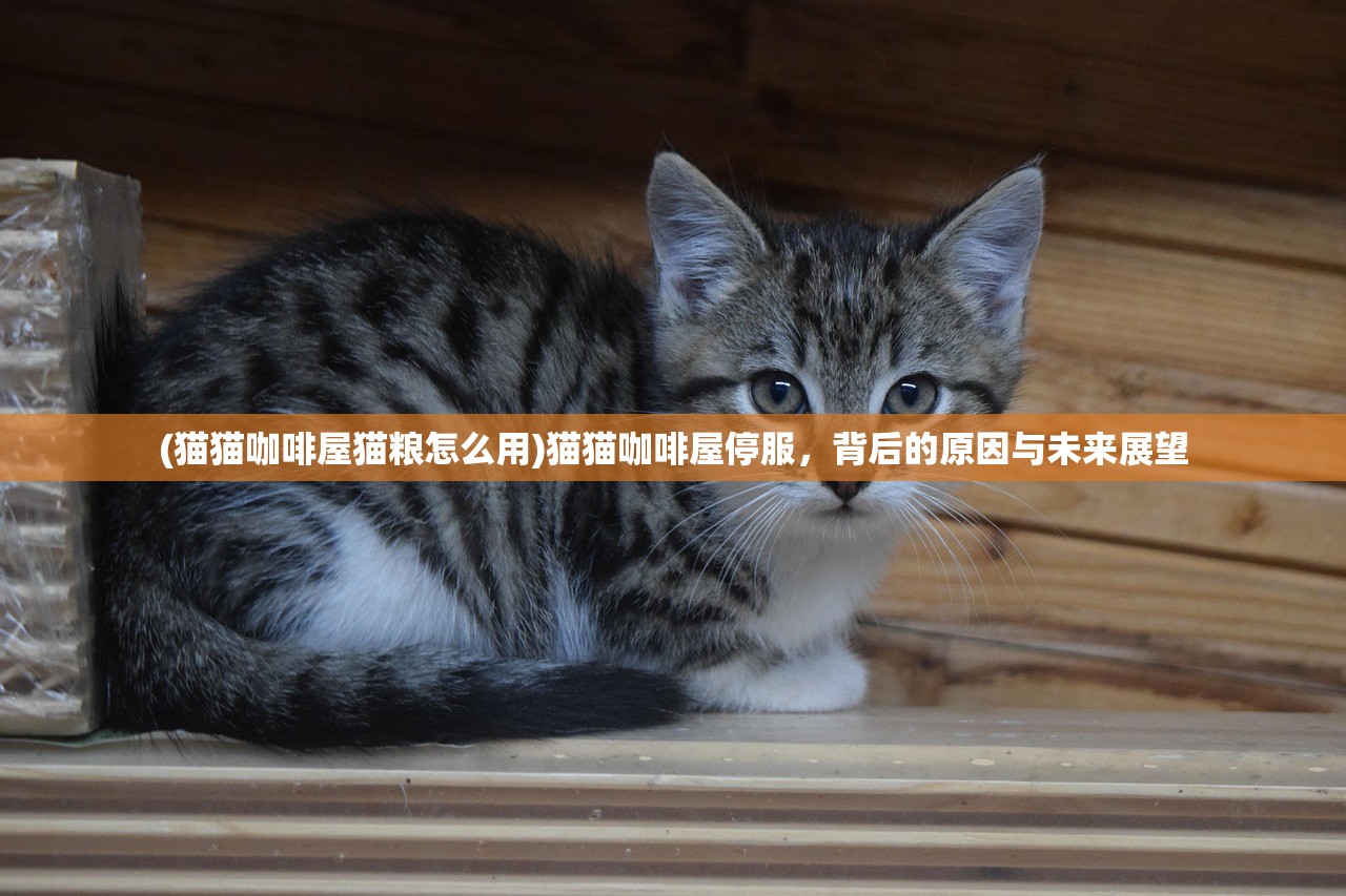 (猫猫咖啡屋猫粮怎么用)猫猫咖啡屋停服，背后的原因与未来展望