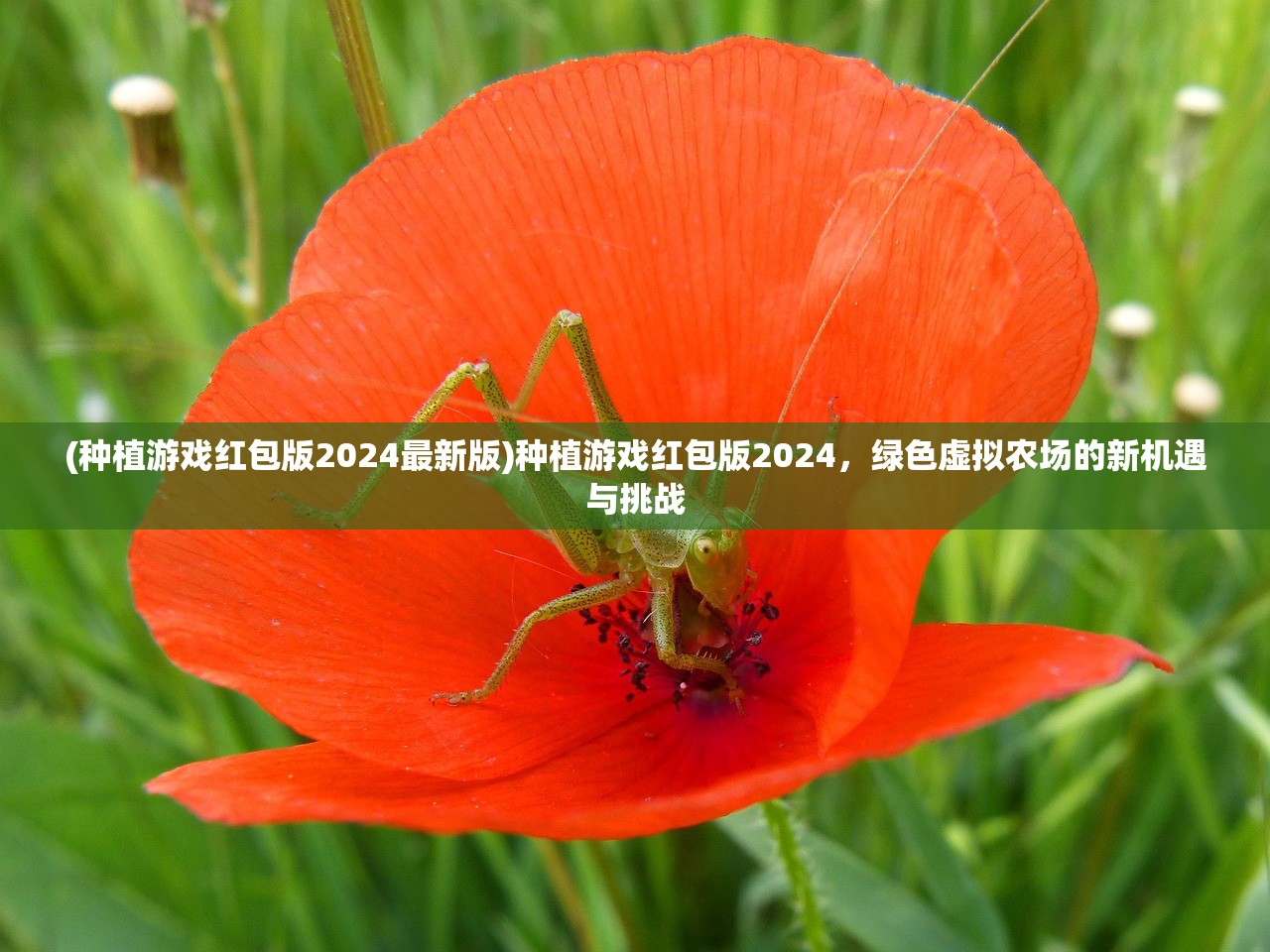 (种植游戏红包版2024最新版)种植游戏红包版2024，绿色虚拟农场的新机遇与挑战