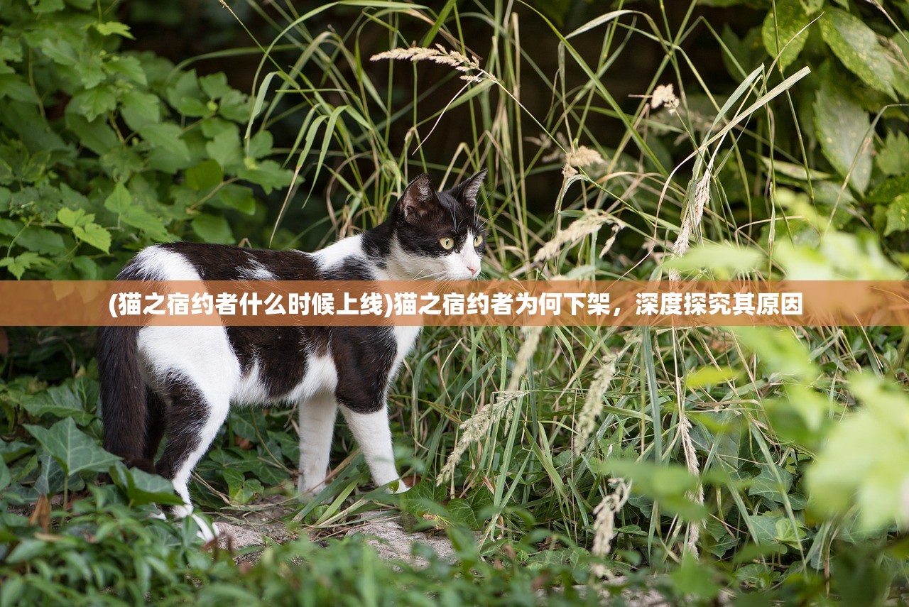 (猫之宿约者什么时候上线)猫之宿约者为何下架，深度探究其原因