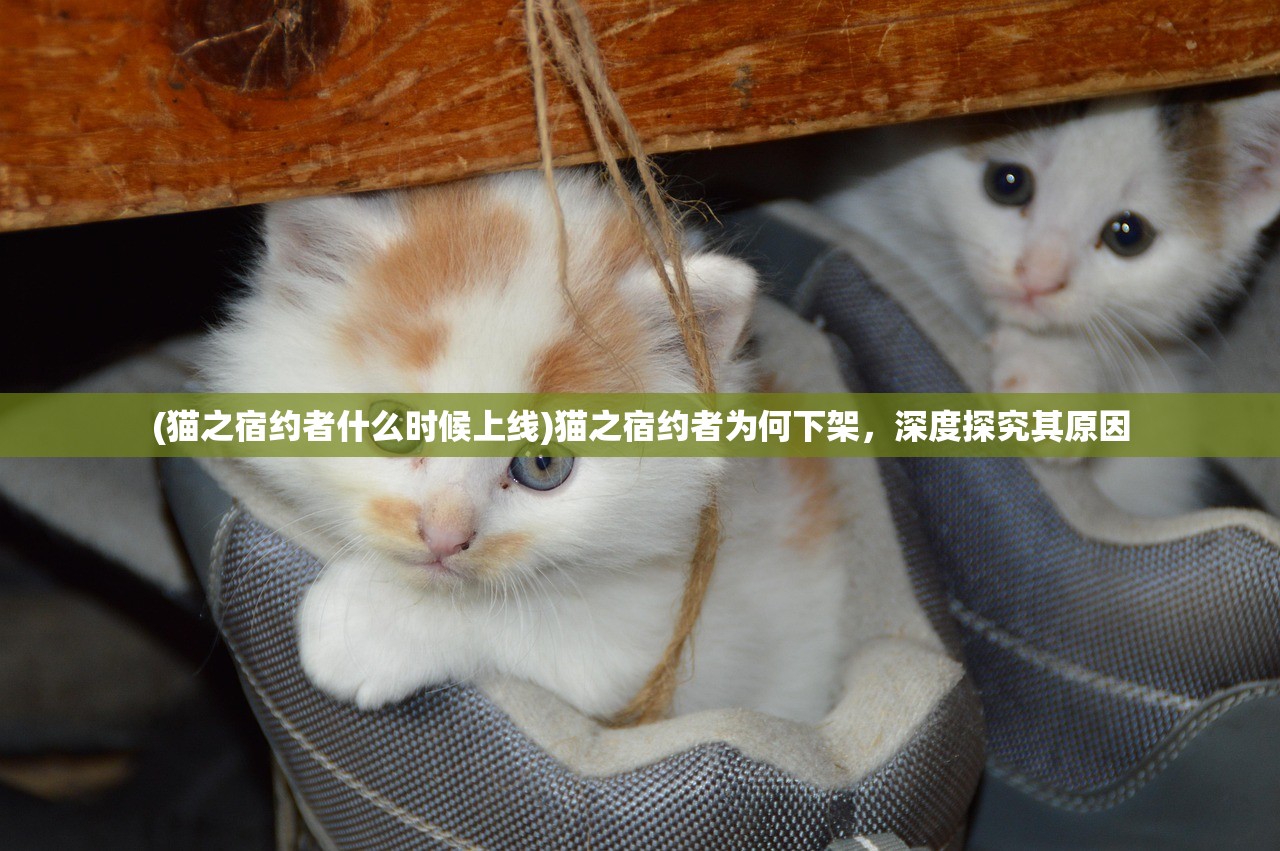 (猫之宿约者什么时候上线)猫之宿约者为何下架，深度探究其原因