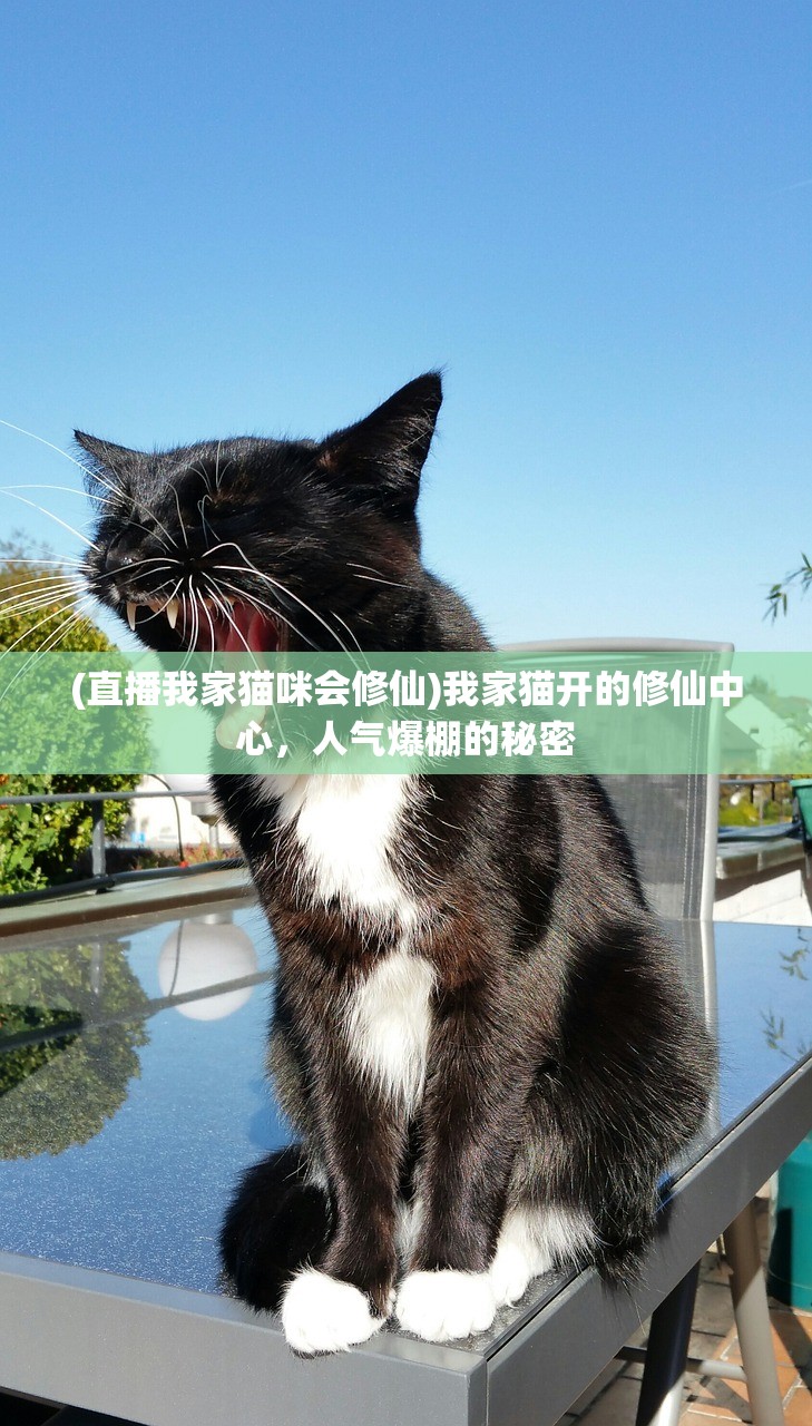 (直播我家猫咪会修仙)我家猫开的修仙中心，人气爆棚的秘密