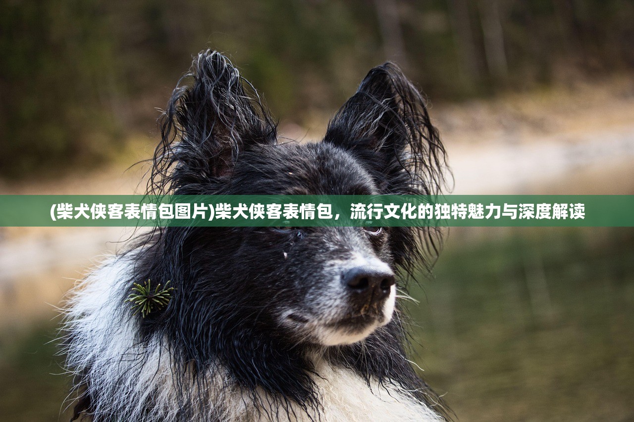 (柴犬侠客表情包图片)柴犬侠客表情包，流行文化的独特魅力与深度解读